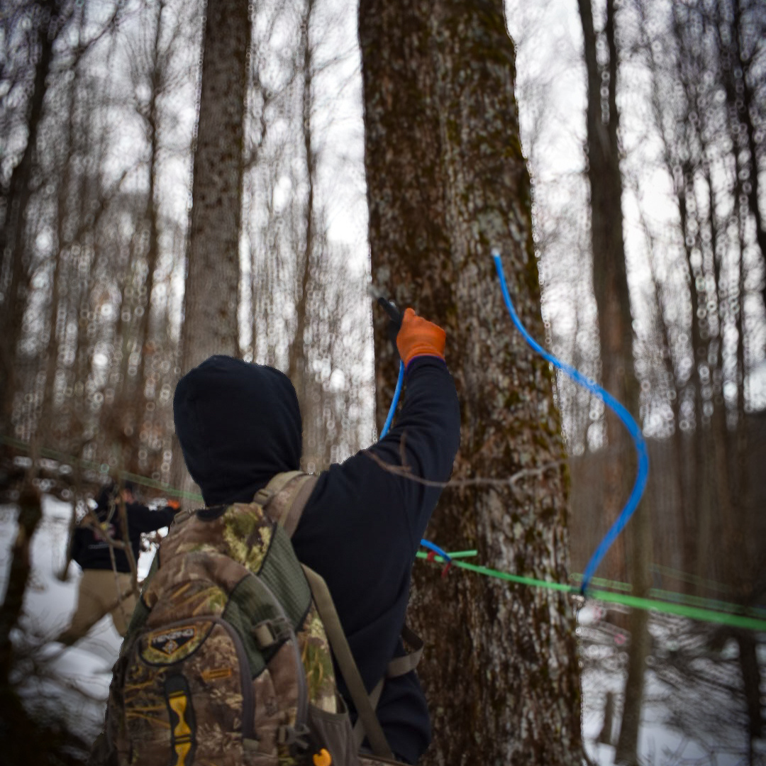 Graves Maple Products team member installing maple tubing in a tree while wearing a camo backpack and hoodie during winter sap collection setup in the snow-covered forest.