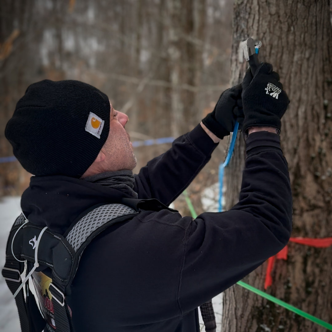 Graves Maple Products team member hammering a tap into a maple tree in a snowy forest, preparing the tree for sap collection using blue and green tubing.