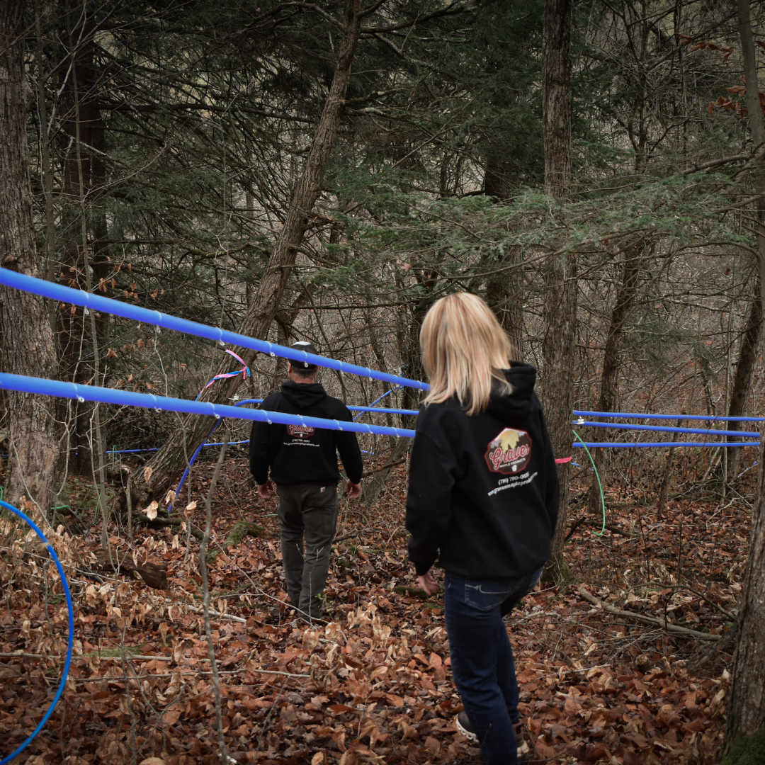 Maple Sap Collection Tubing Installation in Sugarbush Forest – Graves Maple Products
Team members from Graves Maple Products walk through a wooded sugarbush, inspecting bright blue maple sap collection tubing stretched between trees during the syrup-making season.