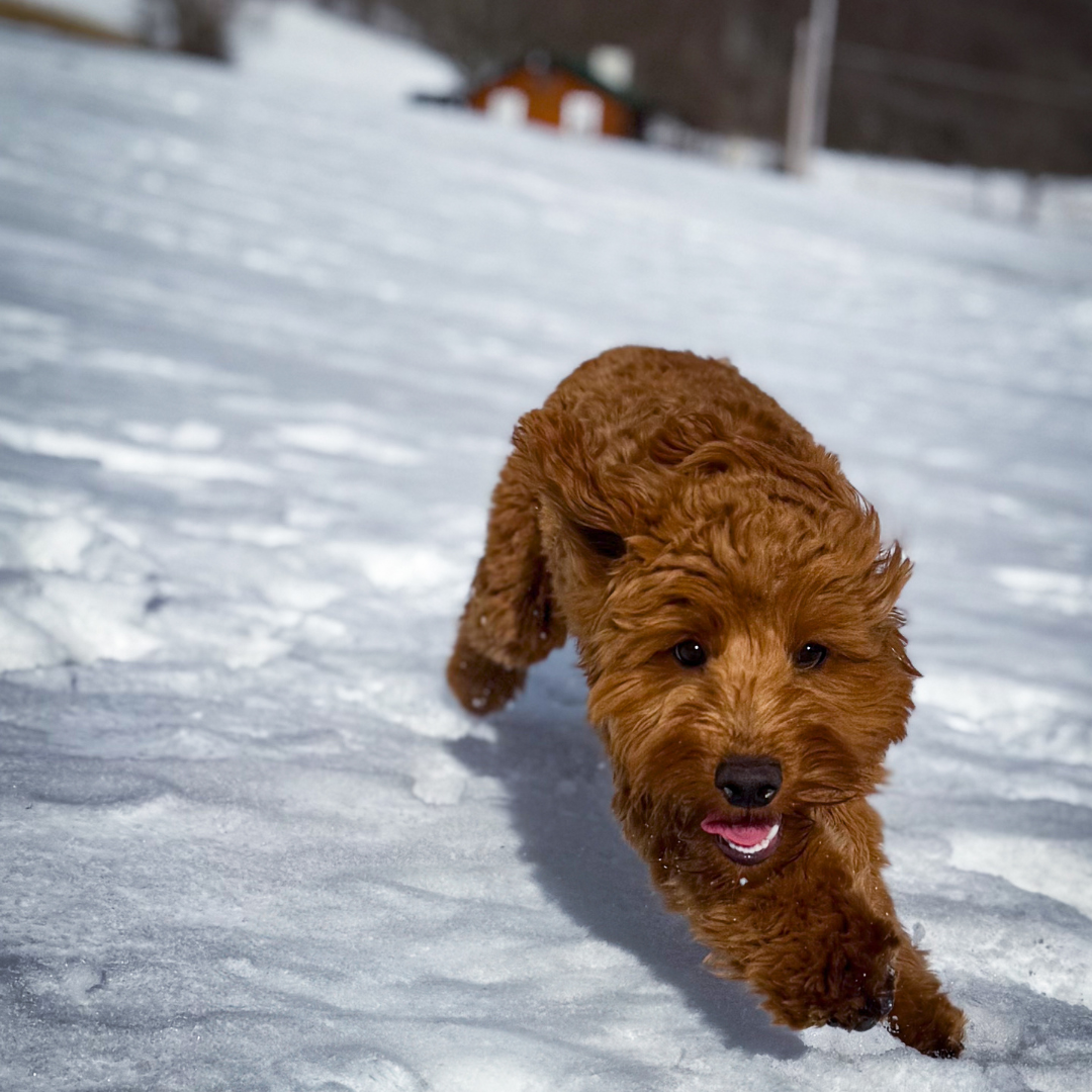 Graves Maple Products team dog running through the snow near the sugarhouse, enjoying a winter day on the maple farm in Shinglehouse, PA.