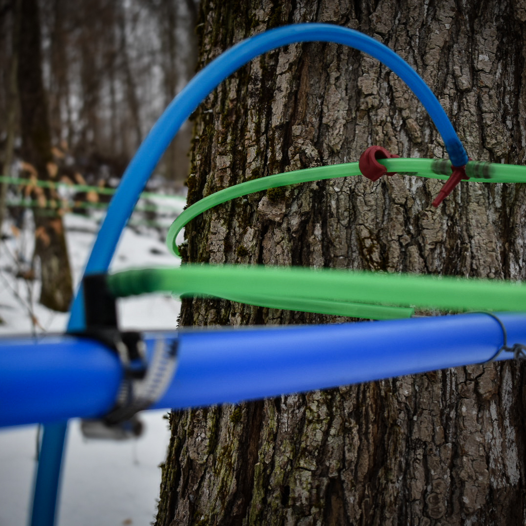 Close-Up of Maple Sap Tubing and Taps on Tree – Graves Maple Products
Green and blue maple sap collection tubing is connected to a sugar maple tree with a red spout, capturing sap during the winter harvest season in a snowy forest.