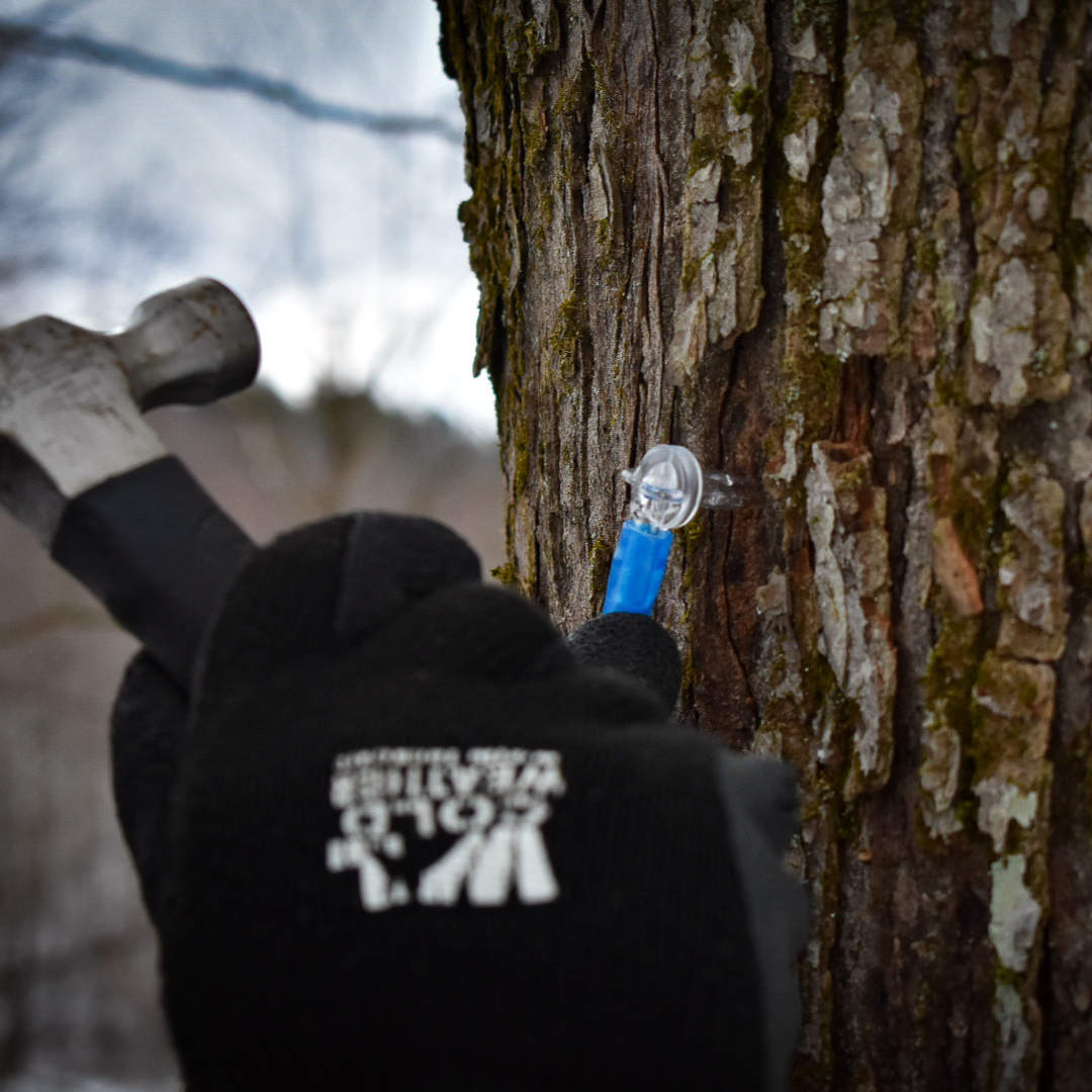 Graves Maple Products team member hammering a tap into a maple tree in a snowy forest, preparing the tree for sap collection using blue and green tubing.